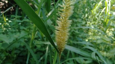 Kültürel geçmişe sahip Pennisetum purpureum (Cenchrus purpureus Schumach, Napier grass, fil otu, Uganda otu, kolonjono, suket gajah) 'ı kapatın. Dev bir tropikal ot..
