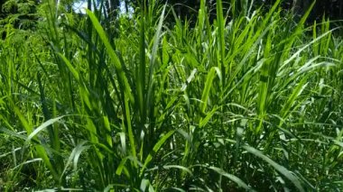 Kültürel geçmişe sahip Pennisetum purpureum (Cenchrus purpureus Schumach, Napier grass, fil otu, Uganda otu, kolonjono, suket gajah) 'ı kapatın. Dev bir tropikal ot..