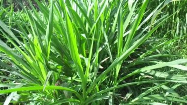Kültürel geçmişe sahip Pennisetum purpureum (Cenchrus purpureus Schumach, Napier grass, fil otu, Uganda otu, kolonjono, suket gajah) 'ı kapatın. Dev bir tropikal ot..