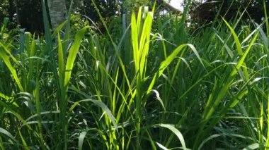 Kültürel geçmişe sahip Pennisetum purpureum (Cenchrus purpureus Schumach, Napier grass, fil otu, Uganda otu, kolonjono, suket gajah) 'ı kapatın. Dev bir tropikal ot..