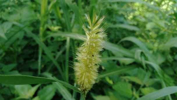 Zblízka Pennisetum Purpureum Cenchrus Purpureus Schumach Napier Tráva Sloní Tráva — Stock video