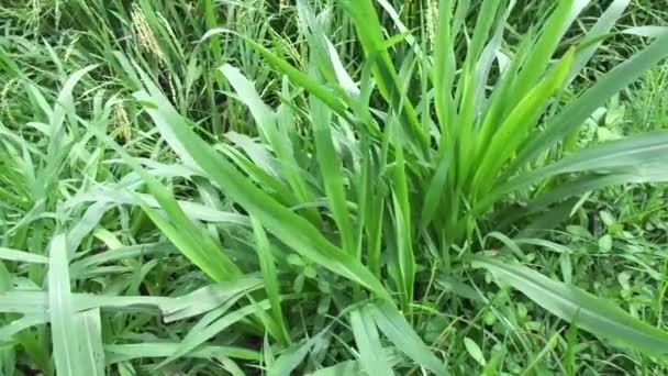 Gros plan Pennisetum purpureum (Cenchrus purpureus Schumach, Napier grass, elephant grass, Uganda grass, kolonjono, suket gajah) avec fond culturel. Une herbe tropicale géante .