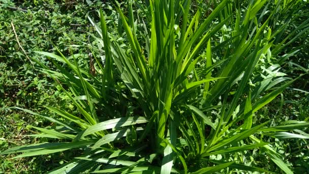 与具有本土背景的潘尼塞图姆紫苏 Cenchrus Purpureus Schumach Napier Grass Elephant Grass Uganda Grass — 图库视频影像