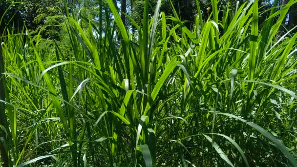 Kültürel Geçmişe Sahip Pennisetum Purpureum Cenchrus Purpureus Schumach Napier Grass — Stok video