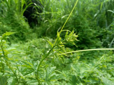 Momordica charantia (acı karpuz, acı elma, acı kabak, karela, acı kabak, balsam armudu, pare) doğal arka planda bulunur. Cucurbitaceae familyasından tropikal ve subtropikal bir sarmaşıktır..