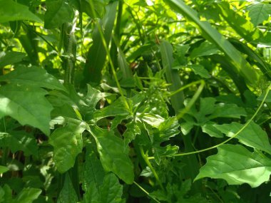 Momordica charantia (acı karpuz, acı elma, acı kabak, karela, acı kabak, balsam armudu, pare) doğal arka planda bulunur. Cucurbitaceae familyasından tropikal ve subtropikal bir sarmaşıktır..