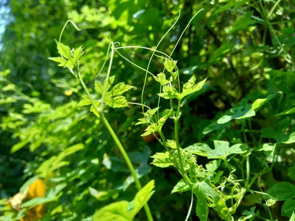 Momordica charantia (bitter melon, bitter apple, bitter gourd, karela, bitter squash, balsam pear, pare) with a natural background. It is a tropical and subtropical vine of the family Cucurbitaceae.