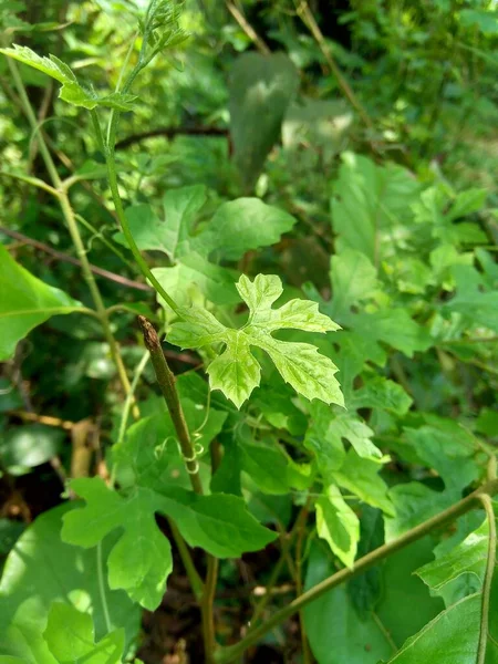 Momordica Charantia Bittere Meloen Bittere Appel Bittere Kalebas Karela Bittere — Stockfoto