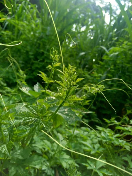 Momordica Charantia Bittermelone Bitterapfel Bittergurke Karela Bitterkürbis Balsambirne Pare Mit — Stockfoto