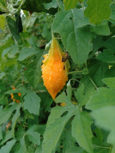 Momordica Charantia Melón Amargo Manzana Amarga Calabaza Amarga Karela Calabaza — Foto de Stock