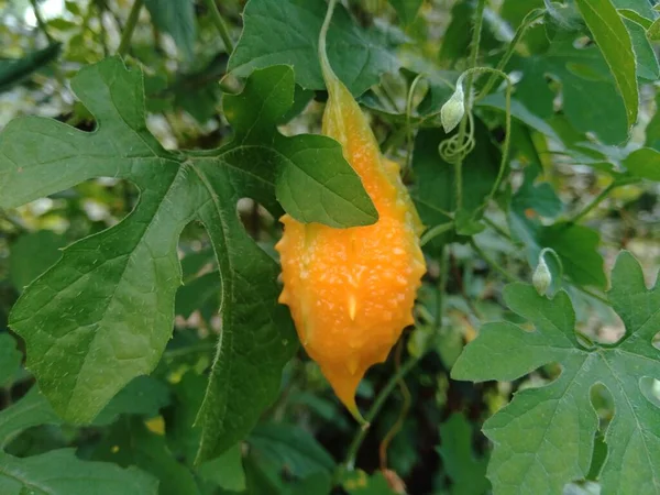 Momordica Charantia Melón Amargo Manzana Amarga Calabaza Amarga Karela Calabaza — Foto de Stock