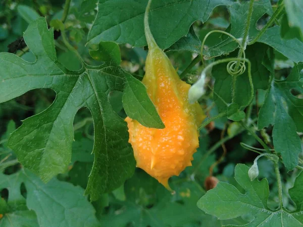 Momordica Charantia Melón Amargo Manzana Amarga Calabaza Amarga Karela Calabaza — Foto de Stock