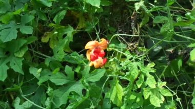 Momordica charantia (acı karpuz, acı elma, acı kabak, karela, acı kabak, balsam armudu, pare) doğal arka planda bulunur. Cucurbitaceae familyasından tropikal ve subtropikal bir sarmaşıktır..