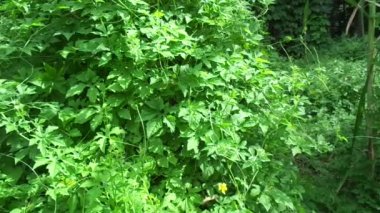 Momordica charantia (acı karpuz, acı elma, acı kabak, karela, acı kabak, balsam armudu, pare) doğal arka planda bulunur. Cucurbitaceae familyasından tropikal ve subtropikal bir sarmaşıktır..