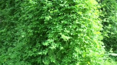 Momordica charantia (acı karpuz, acı elma, acı kabak, karela, acı kabak, balsam armudu, pare) doğal arka planda bulunur. Cucurbitaceae familyasından tropikal ve subtropikal bir sarmaşıktır..