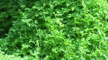 Momordica charantia (acı karpuz, acı elma, acı kabak, karela, acı kabak, balsam armudu, pare) doğal arka planda bulunur. Cucurbitaceae familyasından tropikal ve subtropikal bir sarmaşıktır..