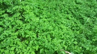 Momordica charantia (acı karpuz, acı elma, acı kabak, karela, acı kabak, balsam armudu, pare) doğal arka planda bulunur. Cucurbitaceae familyasından tropikal ve subtropikal bir sarmaşıktır..