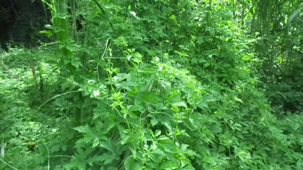 Momordica Charantia Melon Amer Pomme Amère Gourde Amère Karela Courge — Video