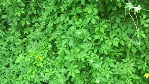 Momordica Charantia Bitter Melon Bitter Apple Bitter Gourd Karela Bitter — 비디오