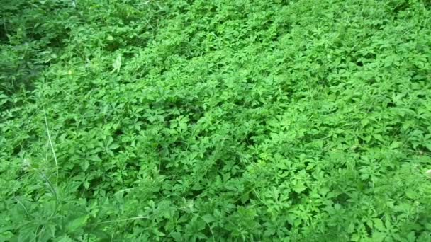 Momordica charantia (melon amer, pomme amère, gourde amère, karela, courge amère, poire baumier, pare) avec un fond naturel. C'est une vigne tropicale et subtropicale de la famille des Cucurbitaceae .