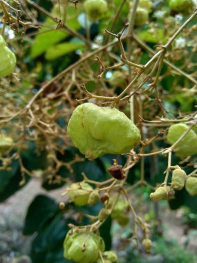 Yeşil meşe (Tectona grandis Linn f., Burma meşesi, jati, Nagpur meşesi) doğal arka planda bulunur. Bu bitki, çiçek açan bitki familyası Lamiaceae 'de bulunan tropikal bir ağaç türüdür..