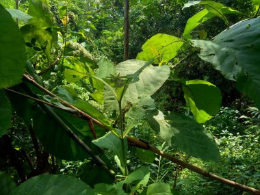 Yeşil meşe (Tectona grandis Linn f., Burma meşesi, jati, Nagpur meşesi) doğal arka planda bulunur. Bu bitki, çiçek açan bitki familyası Lamiaceae 'de bulunan tropikal bir ağaç türüdür..