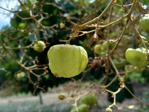 Teak Verde Tectona Grandis Linn Teak Birmano Jati Nagpur Teak — Foto Stock