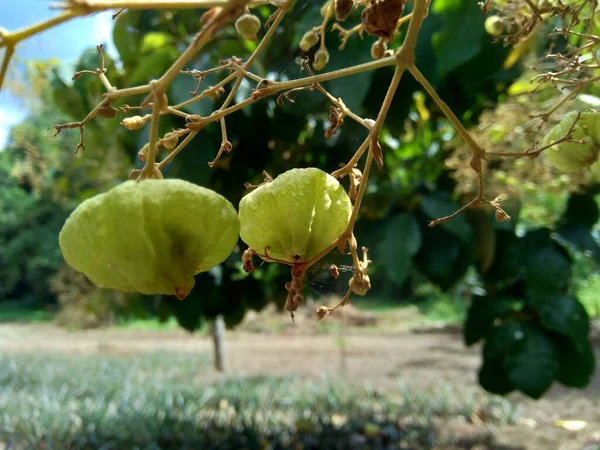 Teca Verde Tectona Grandis Linn Teca Birmana Jati Teca Nagpur —  Fotos de Stock