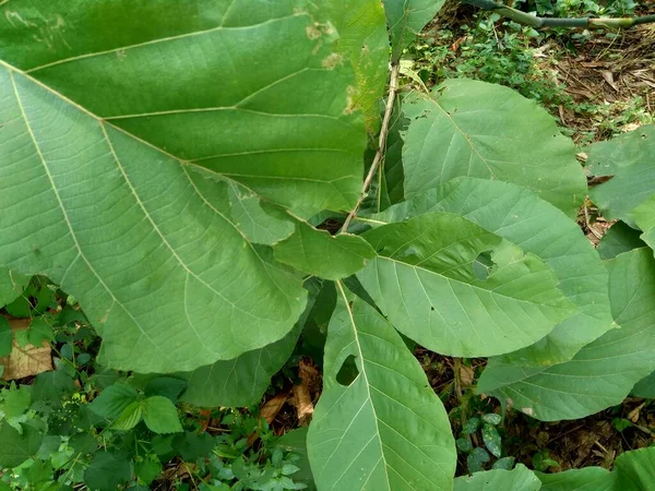 Teca Verde Tectona Grandis Linn Teca Birmana Jati Teca Nagpur — Foto de Stock