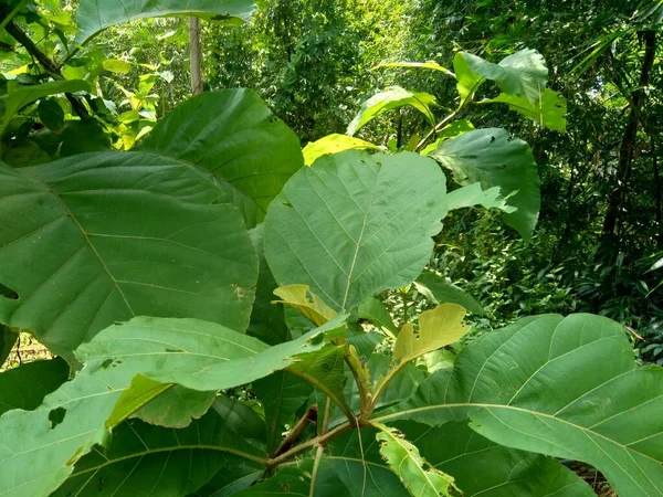 緑のチーク テクトナ グランディス リンフ ビルマのチーク ジャティ ナグプルのチーク この植物は熱帯性の広葉樹の種で 開花植物科に配置されます — ストック写真