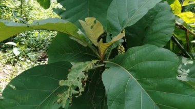 Yeşil meşe (Tectona grandis Linn f., Burma meşesi, jati, Nagpur meşesi) doğal arka planda bulunur. Bu bitki, çiçek açan bitki familyası Lamiaceae 'de bulunan tropikal bir ağaç türüdür..