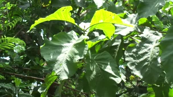 Grünes Teak Tectona Grandis Linn Burmesisches Teak Jati Nagpur Teak — Stockvideo