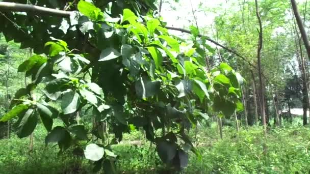 緑のチーク テクトナ グランディス リンフ ビルマのチーク ジャティ ナグプルのチーク この植物は熱帯性の広葉樹の種で 開花植物科に配置されます — ストック動画