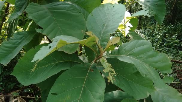 Зелений Тек Tectona Grandis Linn Бірманська Teak Jati Nagpur Teak — стокове відео