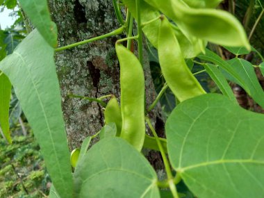Laboratuvar purpureus (bonavist veya bezelye, dolichos, seim, lablab fasülyesi) doğal bir geçmişe sahiptir. Labaratuvar purpureus, Fabaceae familyasından bir fasulye türü.