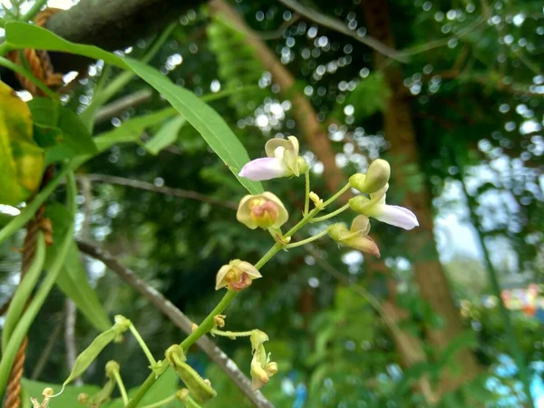 Lablab Purpureus Bonavista Guisante Dolichos Seim Frijol Lablab Con Fondo — Foto de Stock