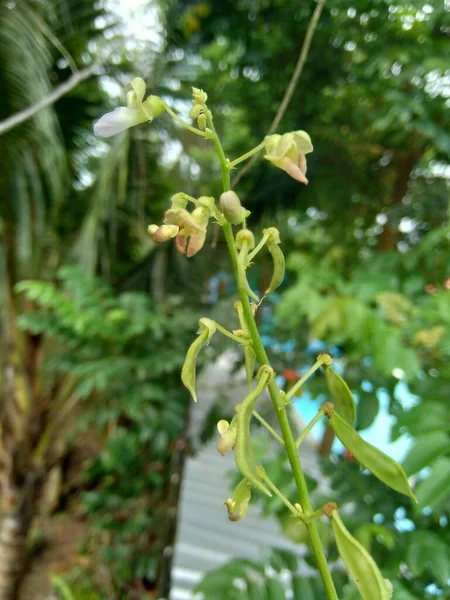 Lablab Purpureus Bonavist Горох Dodozhos Seim Lablab Bean Естественным Фоном — стоковое фото