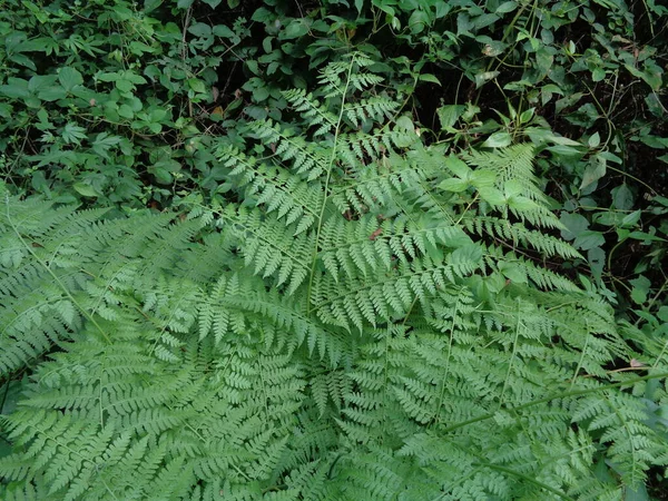 Green Fern Polypodiopsida Paku Pakis Polypodiophyta Natural Background Member Group — Stock Photo, Image