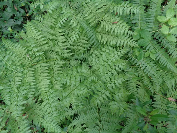 Green Fern Polypodiopsida Paku Pakis Polypodiophyta Natural Background Member Group — Stock Photo, Image