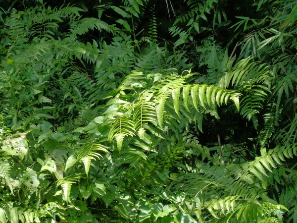 Groene Varen Polypodiopsida Paku Pakis Polypodiophyta Met Een Natuurlijke Achtergrond — Stockfoto