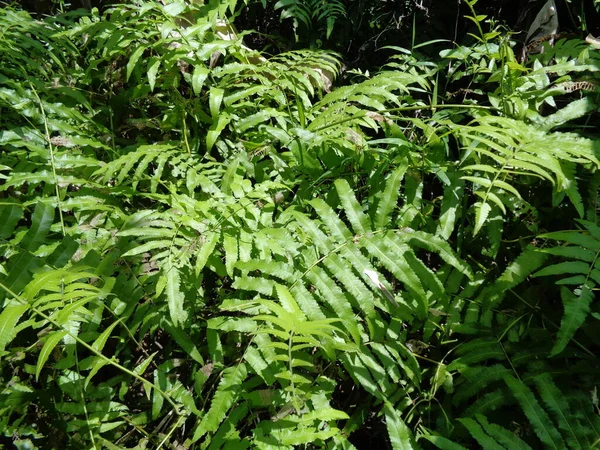 Samambaia Verde Polypodiopsida Paku Pakis Polypodiophyta Com Fundo Natural Membro — Fotografia de Stock