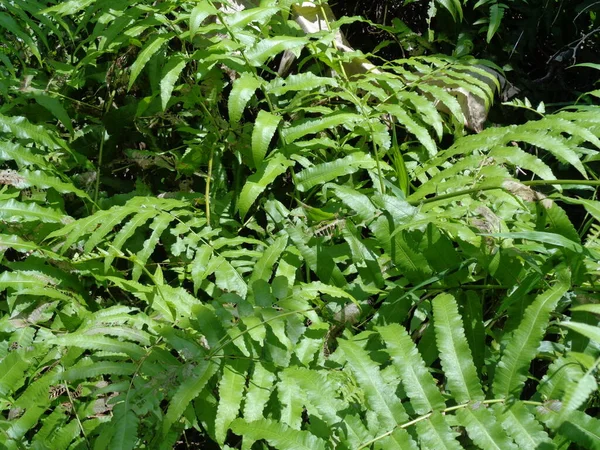 Polypodiopsida Paku Pakis Polypodiophyta 자연적 배경을 가지고 포자를 번식하는 식물의 — 스톡 사진