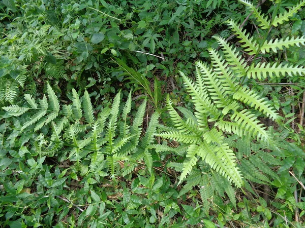 Yeşil Eğreltiotu Polipodiyopsida Paku Pakis Polipodiophyta Doğal Bir Arka Plana — Stok fotoğraf