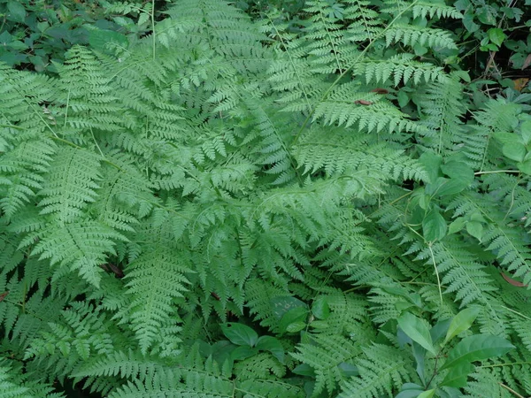 Felce Verde Polypodiopsida Paku Paki Polypodiophyta Con Uno Sfondo Naturale — Foto Stock