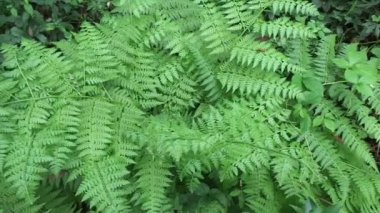 Yeşil eğreltiotu (polipodiyopsida, paku, pakis, polipodiophyta) doğal bir arka plana sahiptir. Sporlarla üreyen ve ne tohumu ne de çiçeği olan bir damar bitkisi grubunun üyesidir..