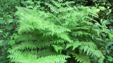 Yeşil eğreltiotu (polipodiyopsida, paku, pakis, polipodiophyta) doğal bir arka plana sahiptir. Sporlarla üreyen ve ne tohumu ne de çiçeği olan bir damar bitkisi grubunun üyesidir..