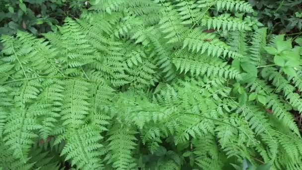 Fougère verte (Polypodiopsida, paku, pakis, Polypodiophyta) avec un fond naturel. C'est un membre d'un groupe de plantes vasculaires qui se reproduisent par spores et n'ont ni graines ni fleurs. .