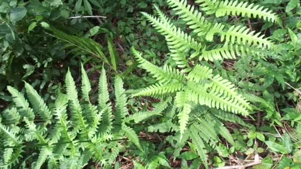 Helecho Verde Polypodiopsida Paku Pakis Polypodiophyta Con Fondo Natural Miembro — Vídeos de Stock