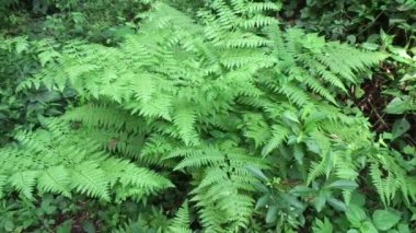 Yeşil eğreltiotu (polipodiyopsida, paku, pakis, polipodiophyta) doğal bir arka plana sahiptir. Sporlarla üreyen ve ne tohumu ne de çiçeği olan bir damar bitkisi grubunun üyesidir..