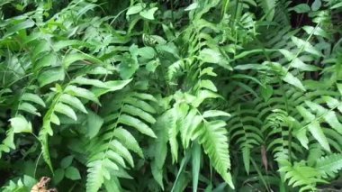 Yeşil eğreltiotu (polipodiyopsida, paku, pakis, polipodiophyta) doğal bir arka plana sahiptir. Sporlarla üreyen ve ne tohumu ne de çiçeği olan bir damar bitkisi grubunun üyesidir..